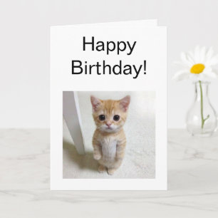 Carte pliée Mème de chat El Gato