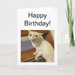 Carte pliée Toughing Cat Meme