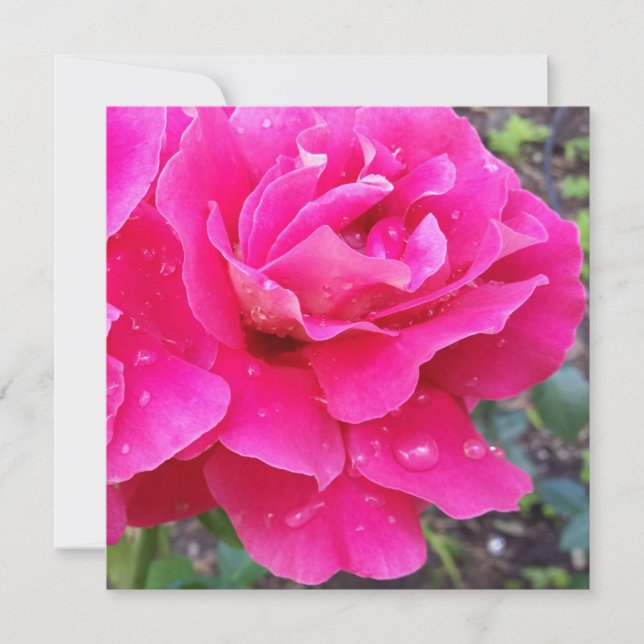 Carte Pluie sur les pétales (Devant)