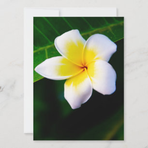 Carte Plumeria
