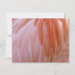 Carte Plumes de Flamant rose dans les tons roses