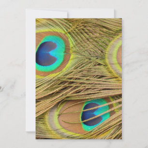Carte Plumes de paon
