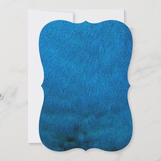 Carte Plumes de paon bleu (Devant)