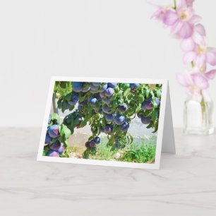 Carte Plums pourpres accrochés à l'arbre
