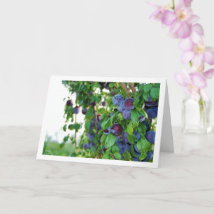 Carte Plums pourpres sur arbre