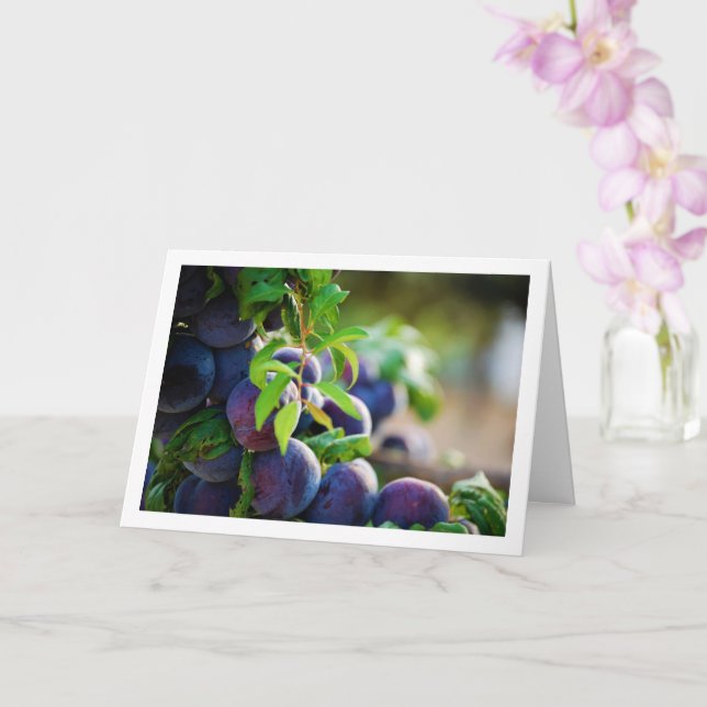 Carte Plums pourpres sur arbre (Orchidée)