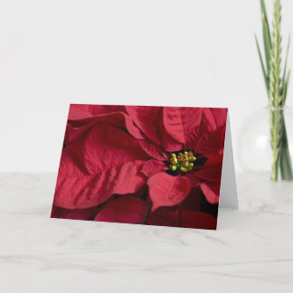 Carte Poinsettia #8