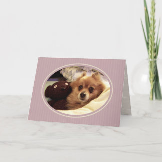 Carte Pomeranian Get Well