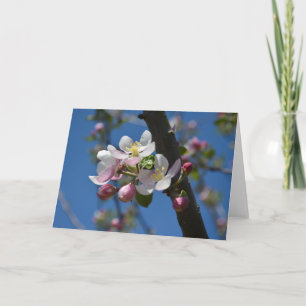 Carte Pommes en fleurs - Une branche florissante de pomm