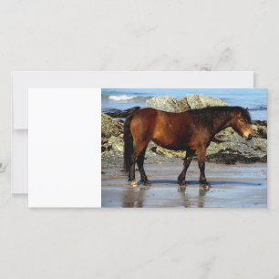 Carte poney de Daxrtmoor sur une plage isolée au sud du