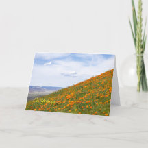 Poppies de Californie