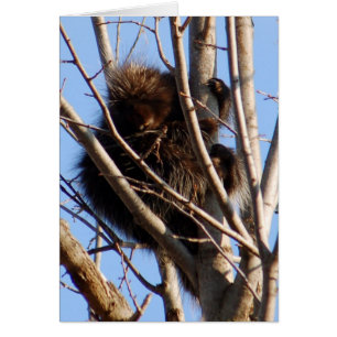 Carte Porcupine