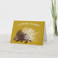 Porcupine Brown et moutarde