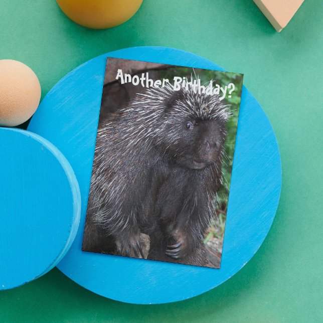 Carte Porcupine Photo Amusante Anniversaire (In Situ)
