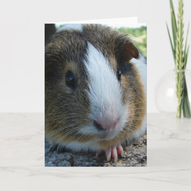 Carte Porky the Guinea Pig Head Portrait (Devant)