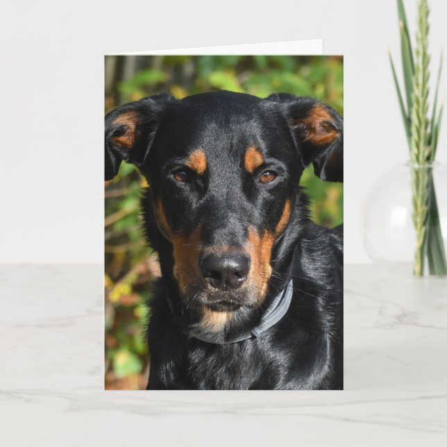 Carte Portrait de Beauceron Dog (Devant)