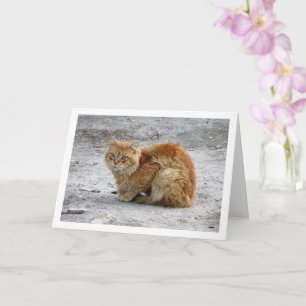 Carte Portrait de chat Ginger