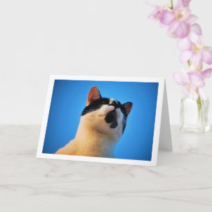 Carte Portrait de chat noir et blanc