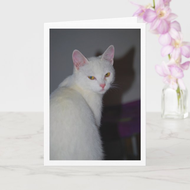 Carte Portrait de chaton blanc doux (Orchidée)