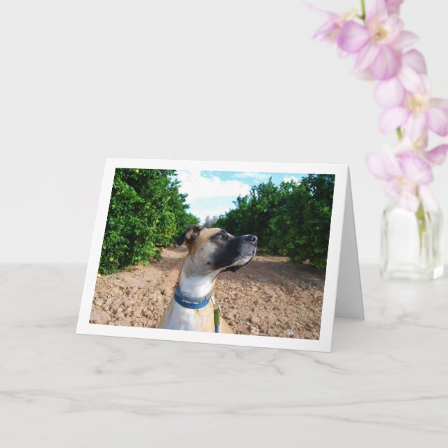 Carte Portrait de chien dans un verger (Orchidée)