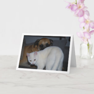 Carte Portrait de chien et de chaton blanc