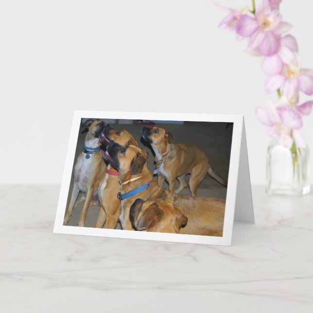 Carte Portrait de chiens assis pour de la nourriture (Orchidée)