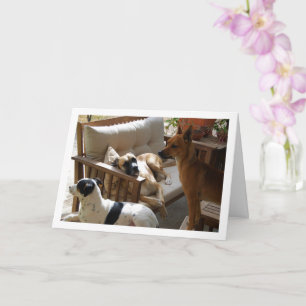 Carte Portrait de Chilling par trois chiens