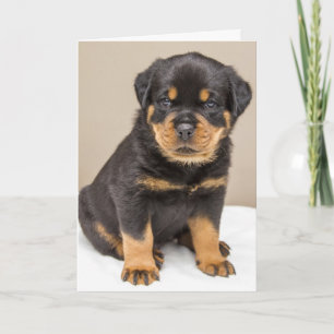 Carte Portrait de chiot Rottweiler
