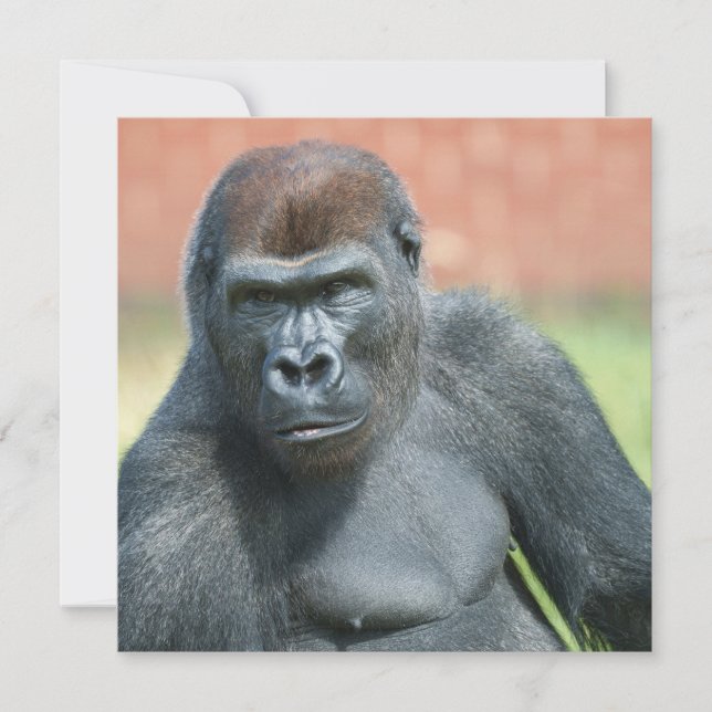 Carte Portrait de corde de Gorilla Blackback (Devant)