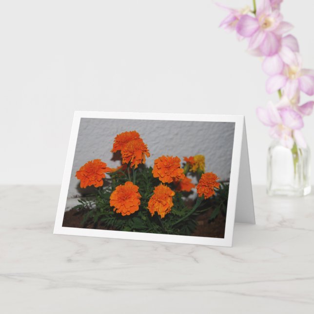 Carte Portrait de fleur de souci orange vif (Orchidée)