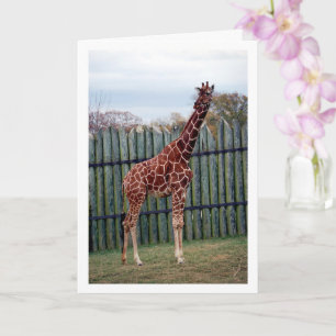 Carte Portrait de Giraffe