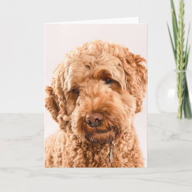 Carte Portrait de Goldendoodle Studio (Devant)