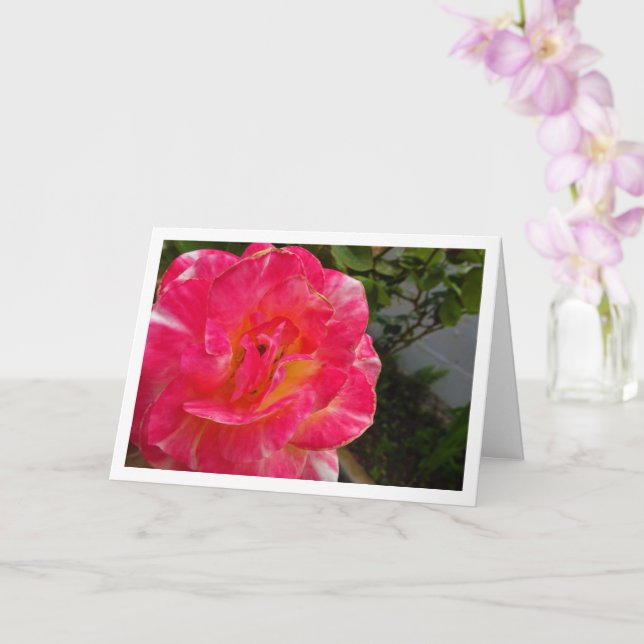 Carte Portrait de gros plan Rose Rose (Orchidée)