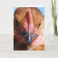 Portrait de la photographie de poulet