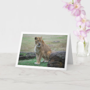 Carte Portrait de lionne