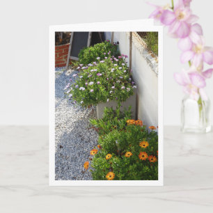 Carte Portrait de marais africains