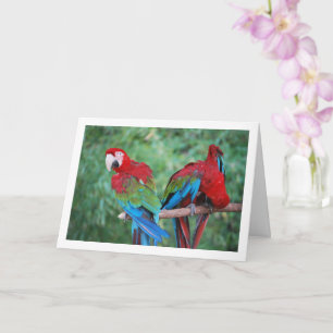 Carte Portrait de perroquets rouges bleus et verts