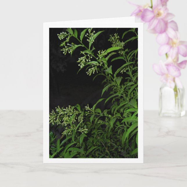 Carte Portrait de plante de jasmin la nuit (Orchidée)