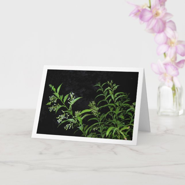 Carte Portrait de plante de jasmin la nuit (Orchidée)