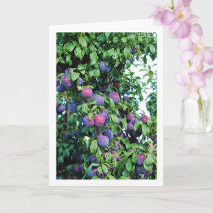 Carte Portrait de prune violette