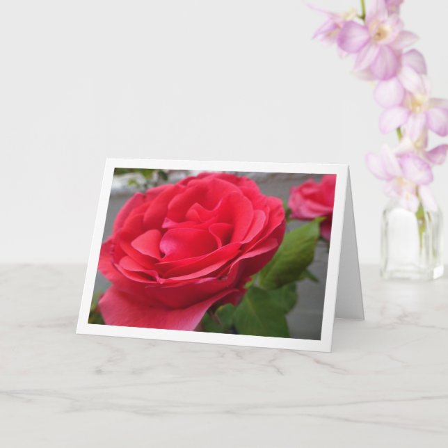 Carte Portrait de roses rouges en gros plan (Orchidée)