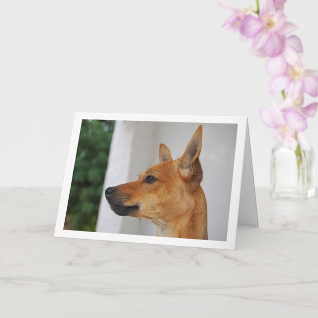 Carte Portrait de tête de Pinscher nain (Orchidée)