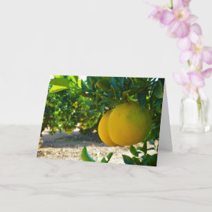 Carte Portrait de Valencia Orange Grove