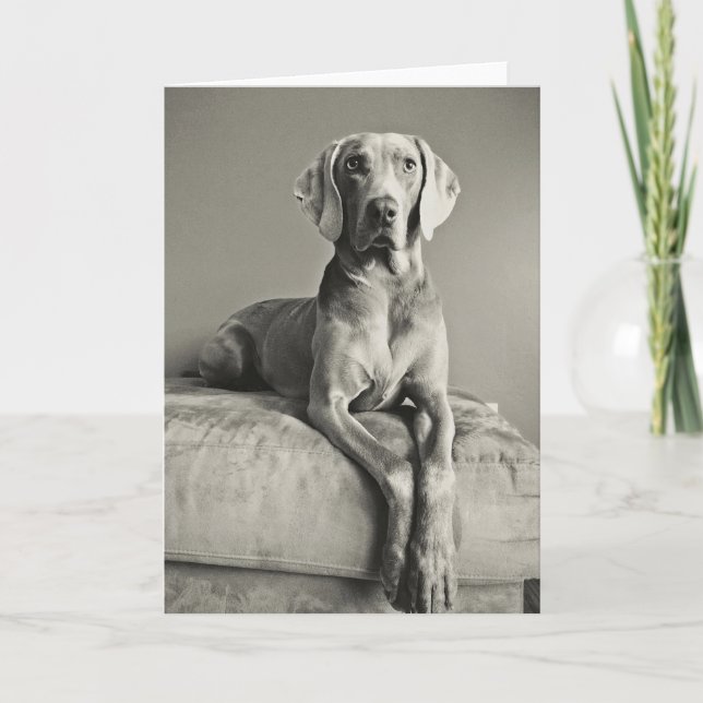 Carte Portrait de Weimaraner (Devant)