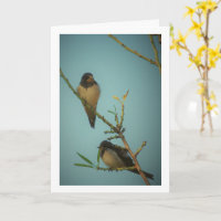 Portrait d'Elégant Swallow Birds