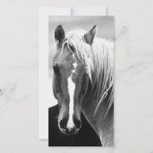 Carte Portrait du cheval BW