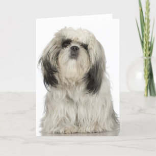 Carte Portrait du chiot tibétain en terrier