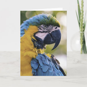 Carte Portrait du profil de la perroquet macaw
