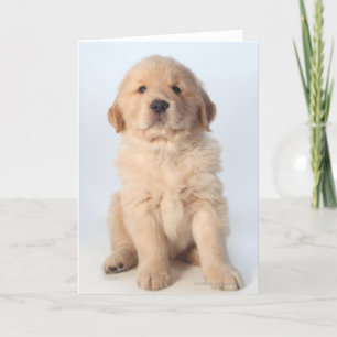 Carte Portrait d'un chiot récupérateur d'or de six semai
