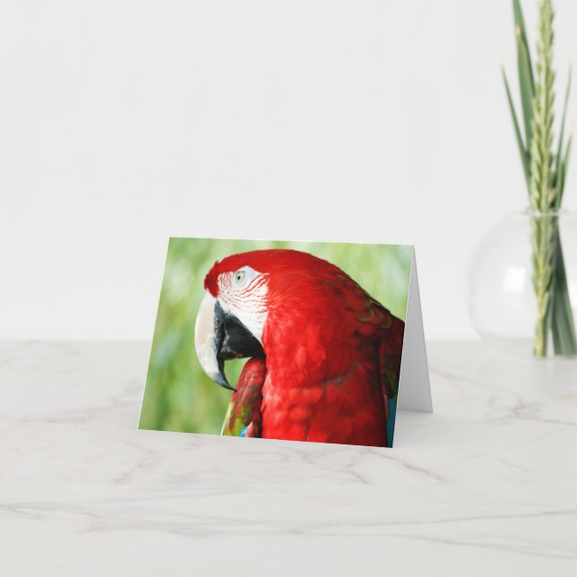 Carte Portrait Macaw (Devant)